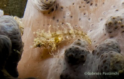 No Id Yet :P Any one is welcome with Ideas about it. Thanks by Gabriele Pastonchi 